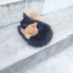 Meet your Posher, Bruce